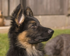 Names for German Dog Breeds