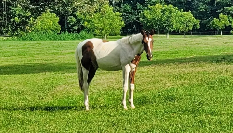 New and Enduring Names for Pinto Horses 200+