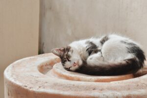 Stoner Kitty Named Napster