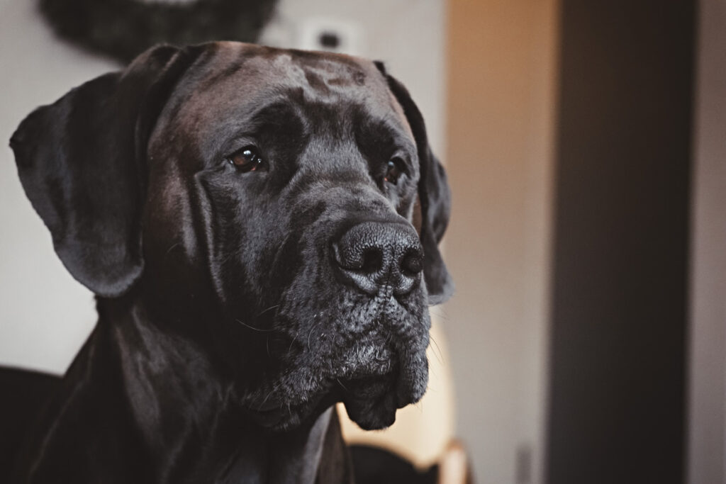 Great Dane with German Name