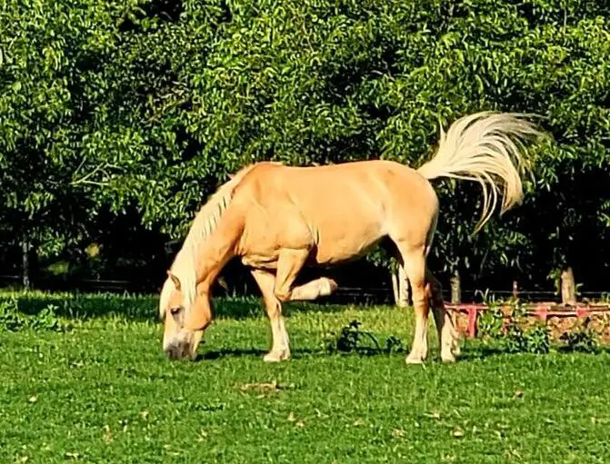 Palomino Horse Names