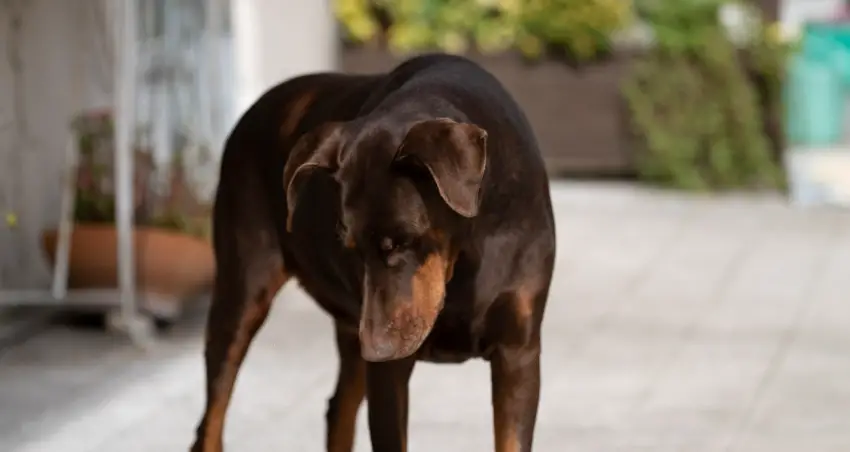 250 Unique Names for German Dog Breeds