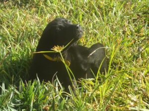 Let's compare Cytopoint vs. Apoquel as a solution for this Black Lab's allergy problem.