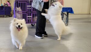 Puff! 250+ Unique Fluffy, White Dog Names - Your Pets at Home