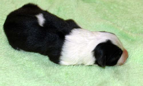 how to deliver a stuck puppy at home