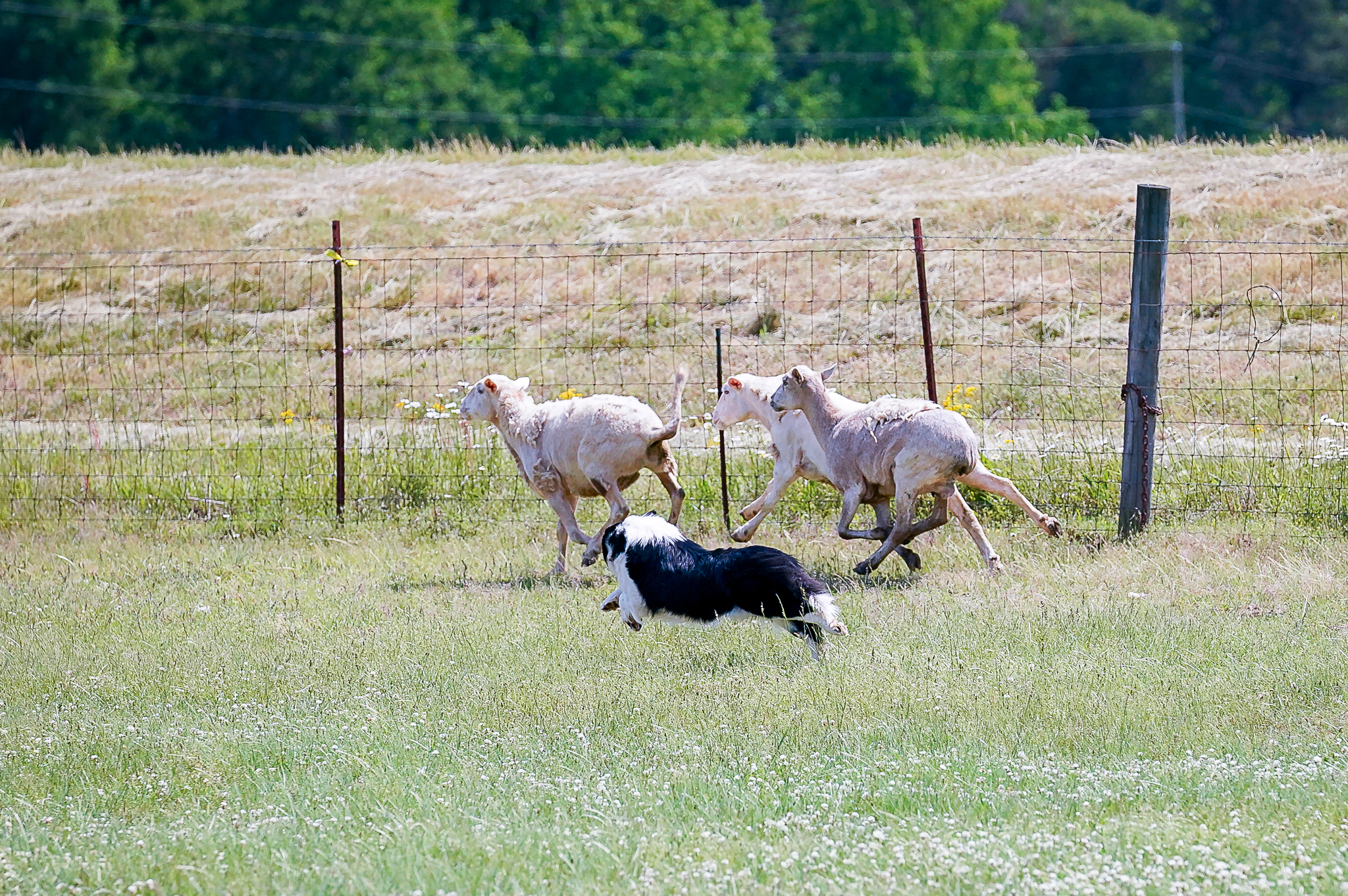 Dog working sheep in an AKC Herding Test