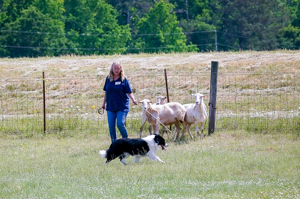 Border Collie AKC Herding Test Responsiveness to Guidance