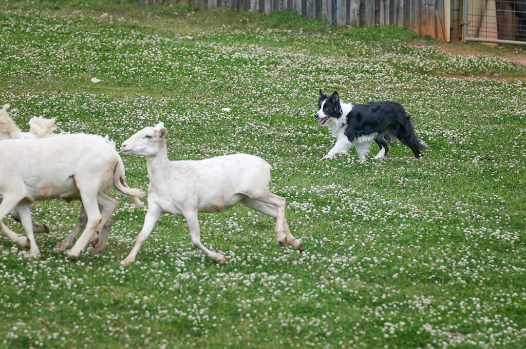 AKC Herding Trial Dog on the fetch