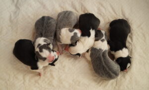What to do when your dog stops giving birth