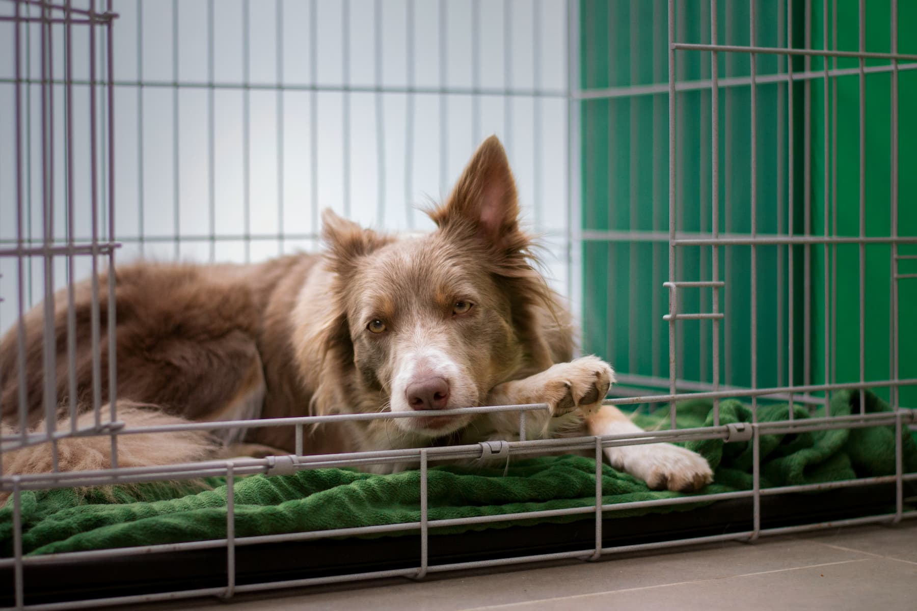 Problems with your dog peeing in the crate? Follow these tips to address and correct the behavior.