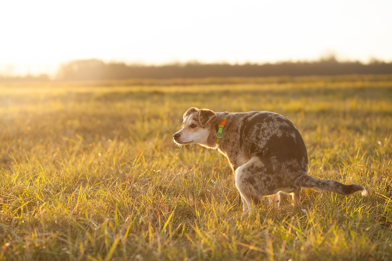 How to train a dog to go potty on cue.