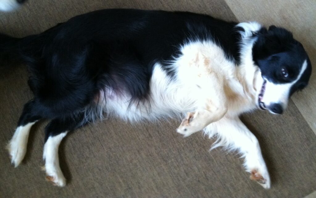 Pregnant dog who stopped giving birth while whelping