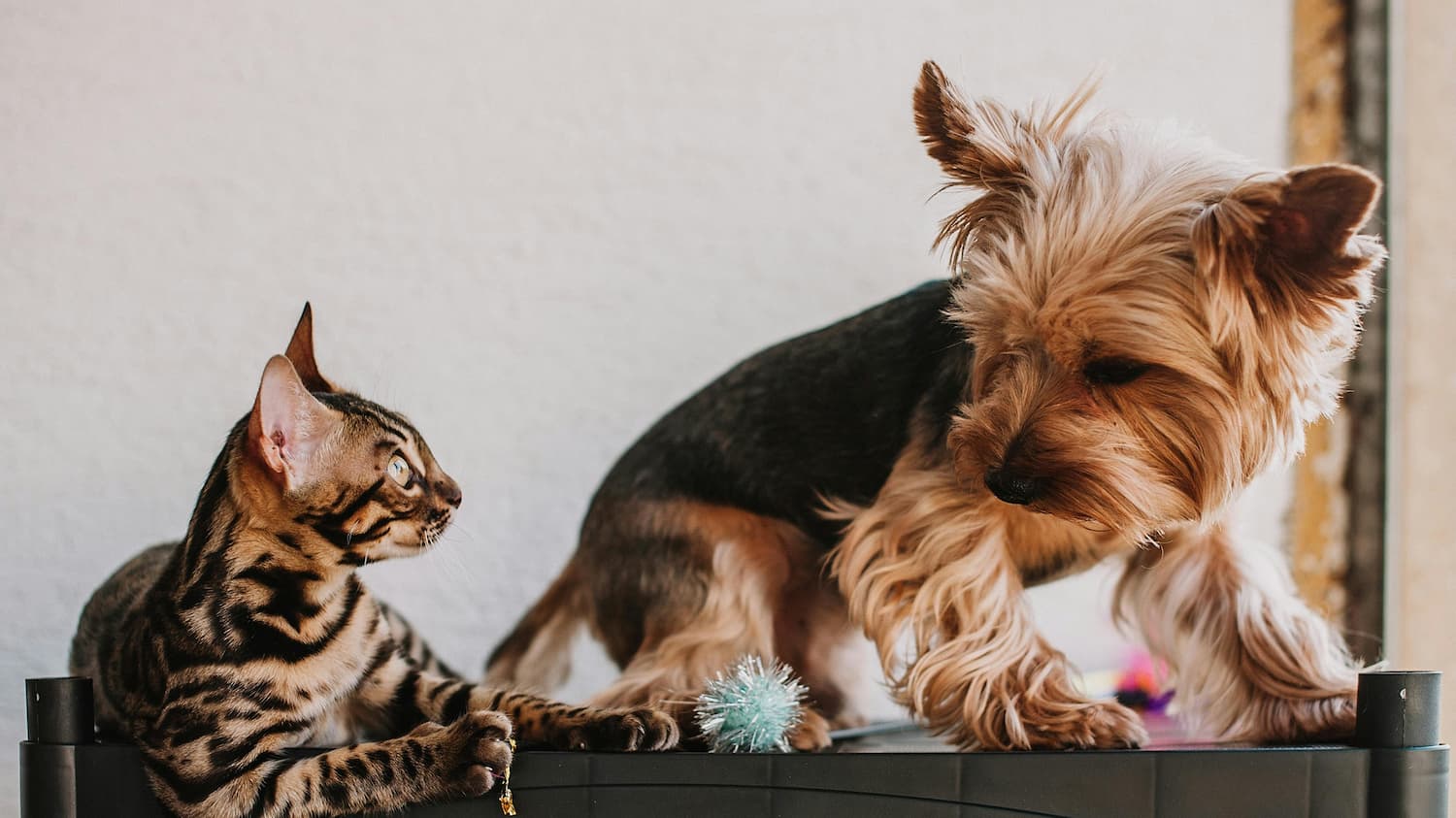 My Cat Is Peeing on Fido’s Dog Bed: Help!