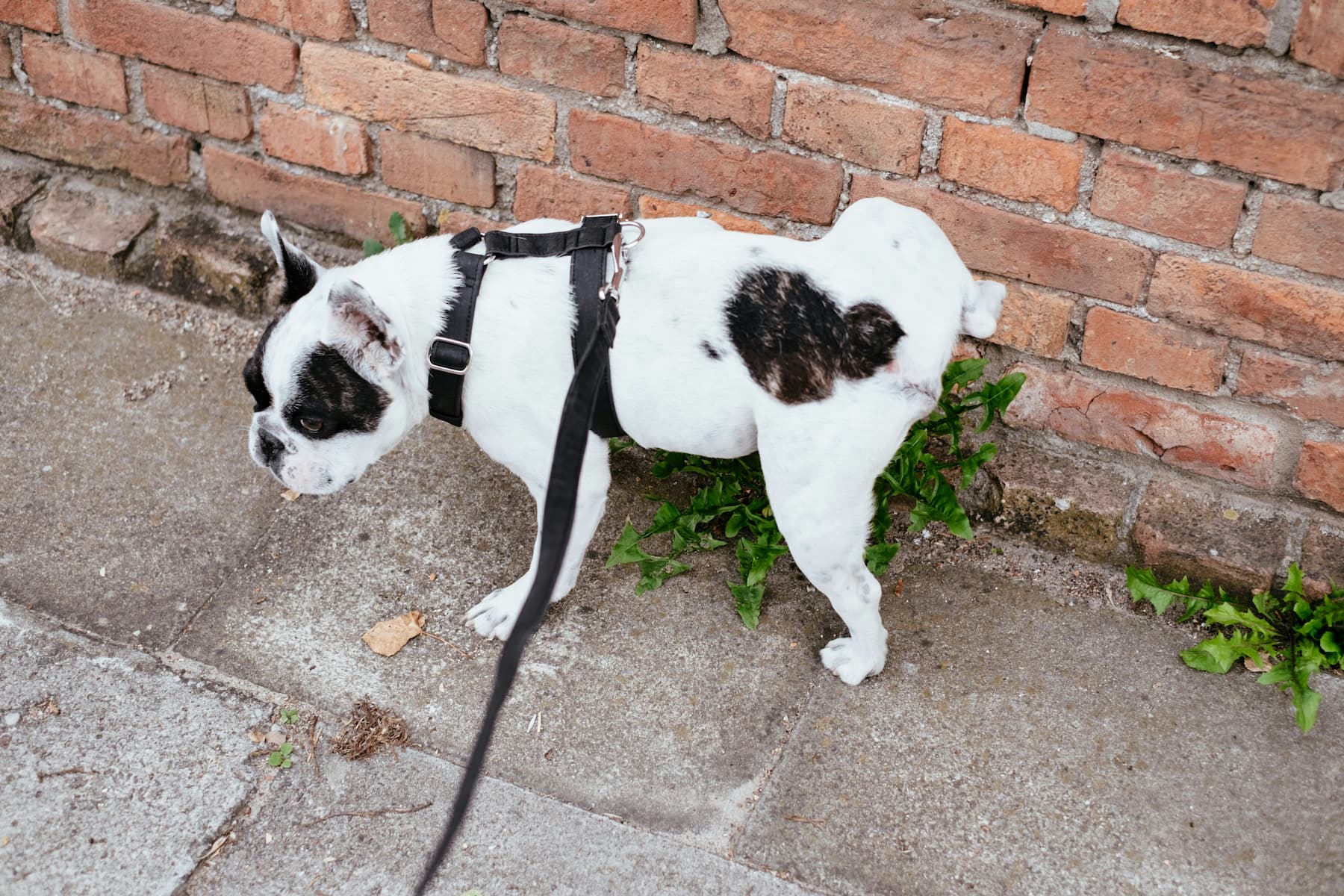 How Can I Stop My Dog from Urine Marking in Public?