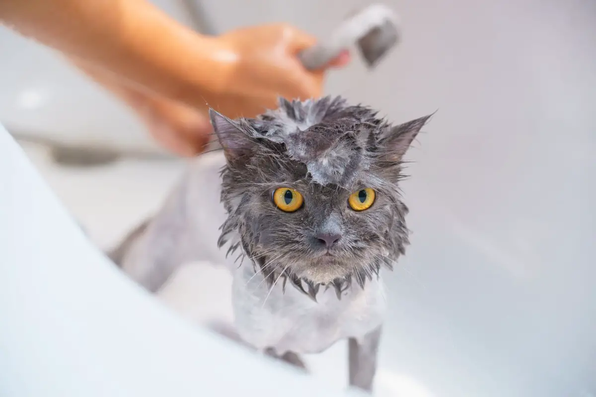 Can You Use Dog Shampoo on Cats? No, and Here’s Why