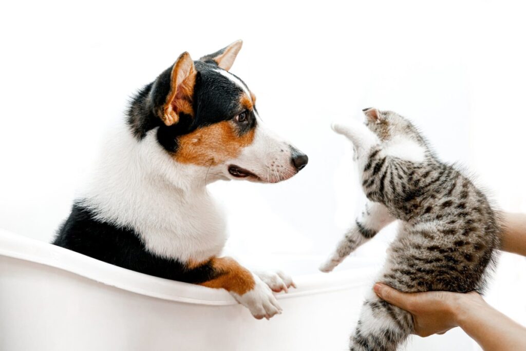Don't share shampoos in the tub! Cats and dogs have different needs.