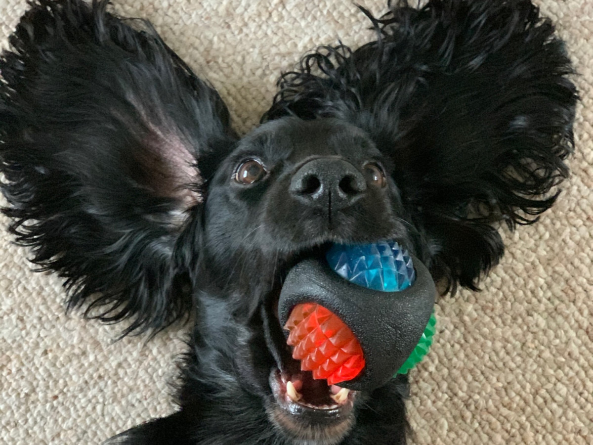 What Types of Mental Stimulation Are Best for Dogs?