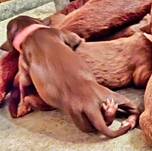 Newborn puppy with deformed rear legs