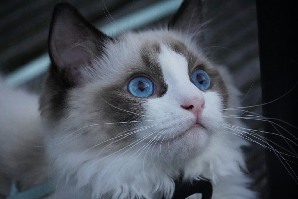 Large Cat Names for Big Female Cats