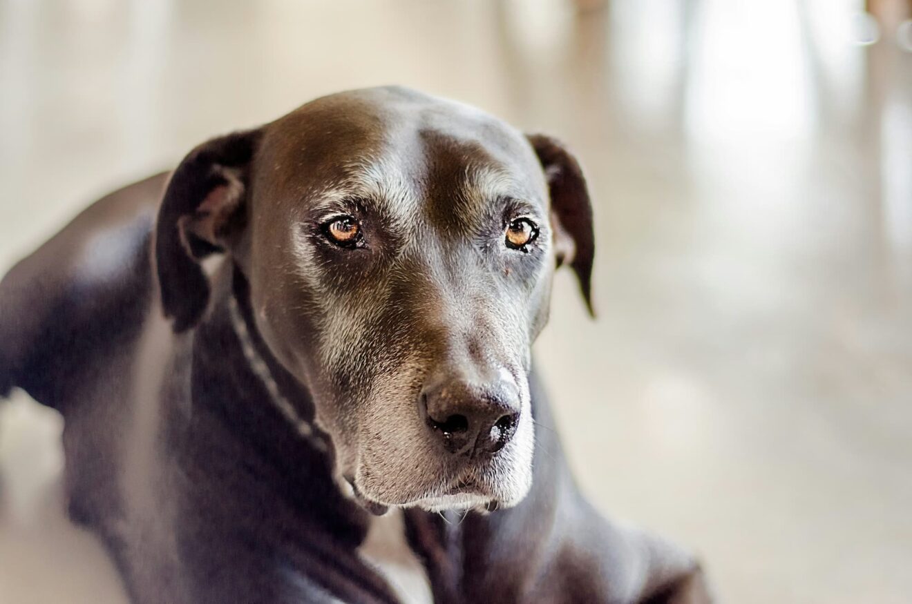 Why Do Dogs Eat Dirt Soil Or Clay And What To Do About It Your Pets Why do dogs eat dirt soil or clay and what to do about it your pets