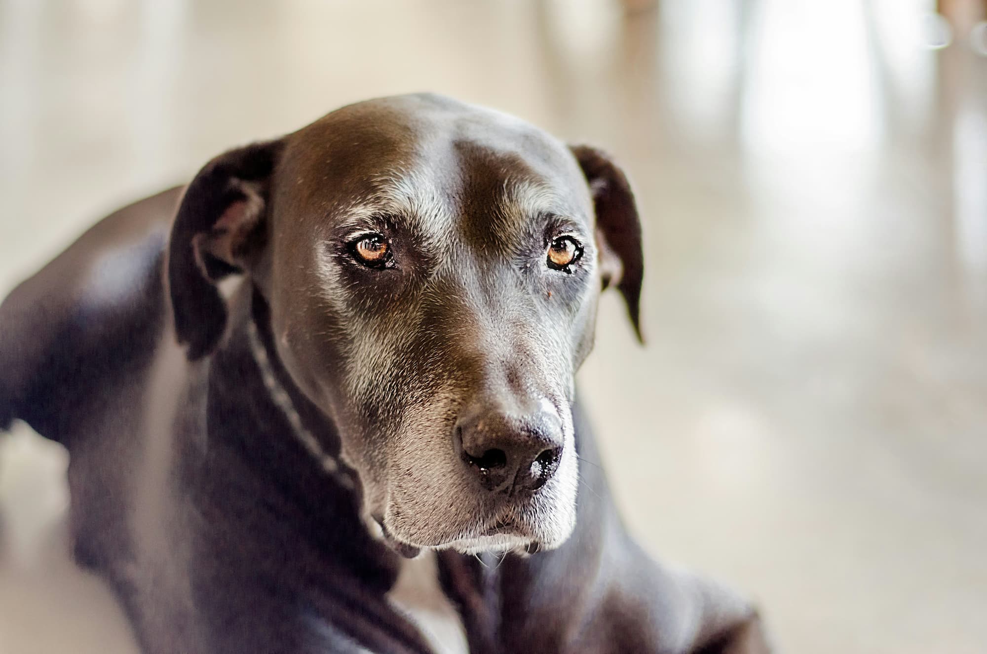 Common Behavior Problems in Old Dogs 