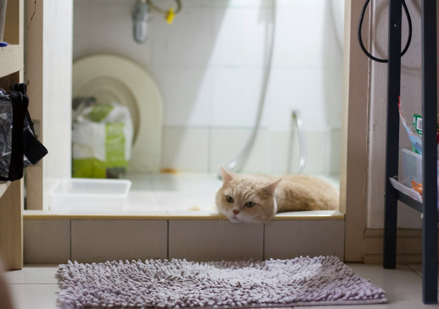 Can You Use Dog Shampoo on Cats? | Purina US