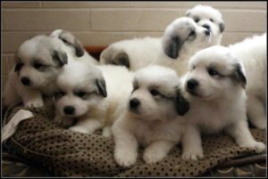 Puff! 250+ Unique Fluffy, White Dog Names - Your Pets at Home