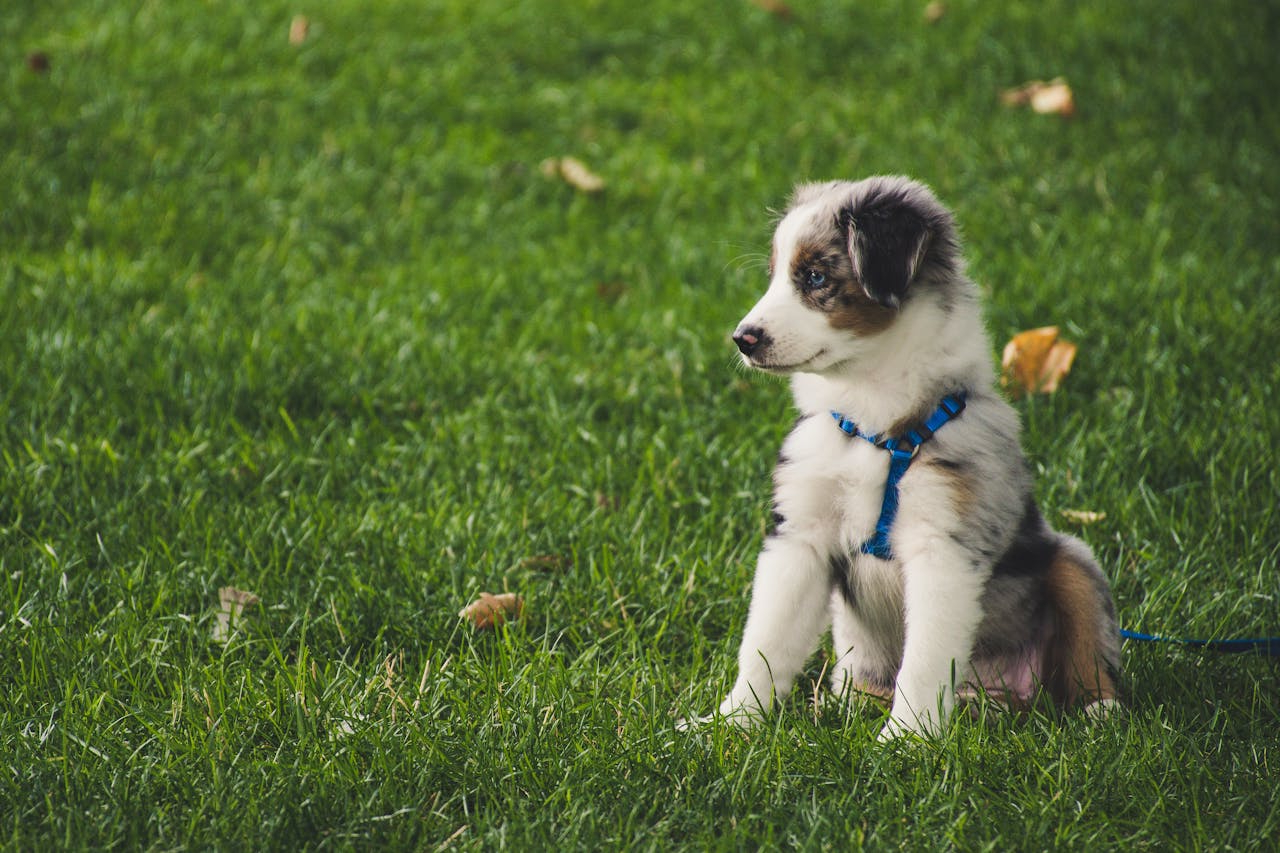 Young dog sitting, beginning dog training.