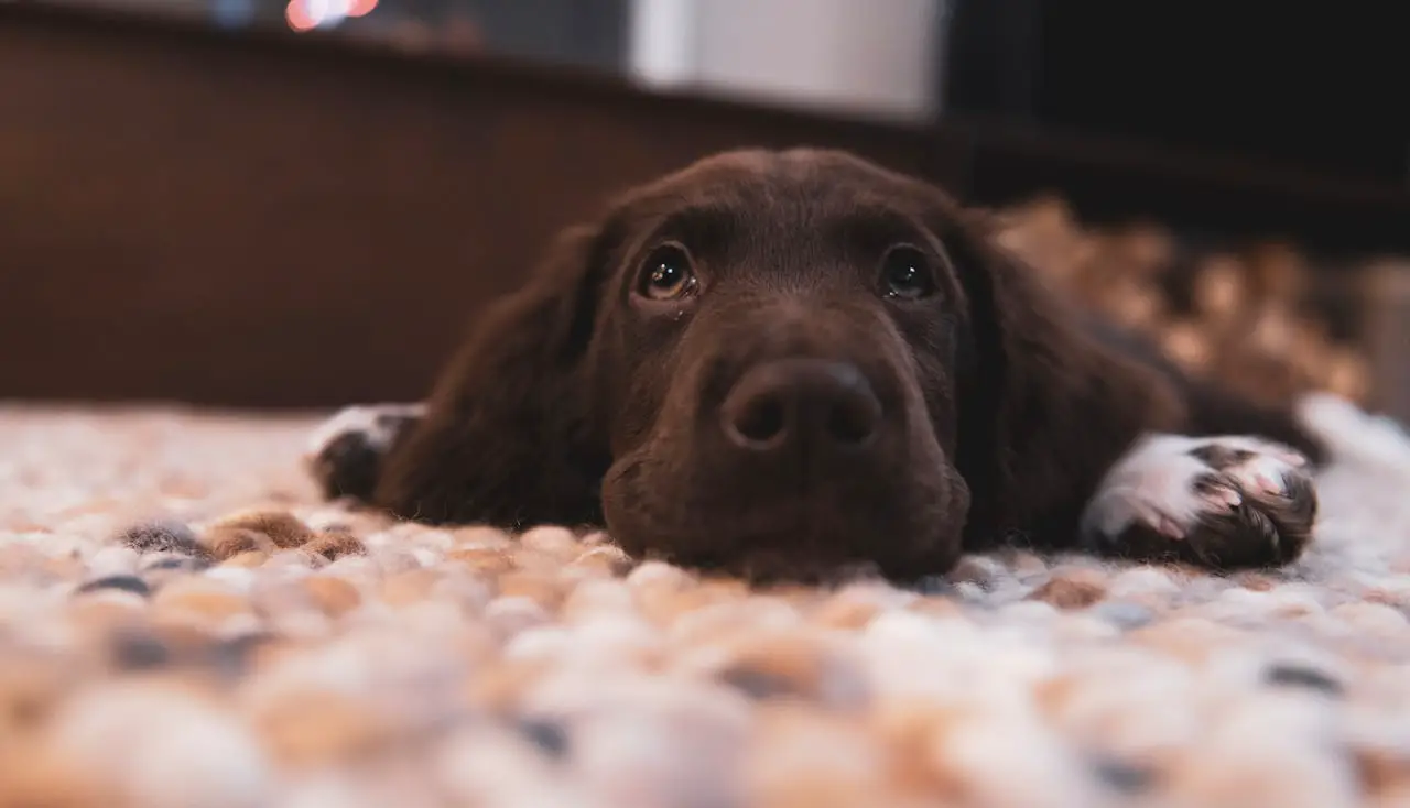 100 Sweet Names for Your Chocolate-Colored Dog