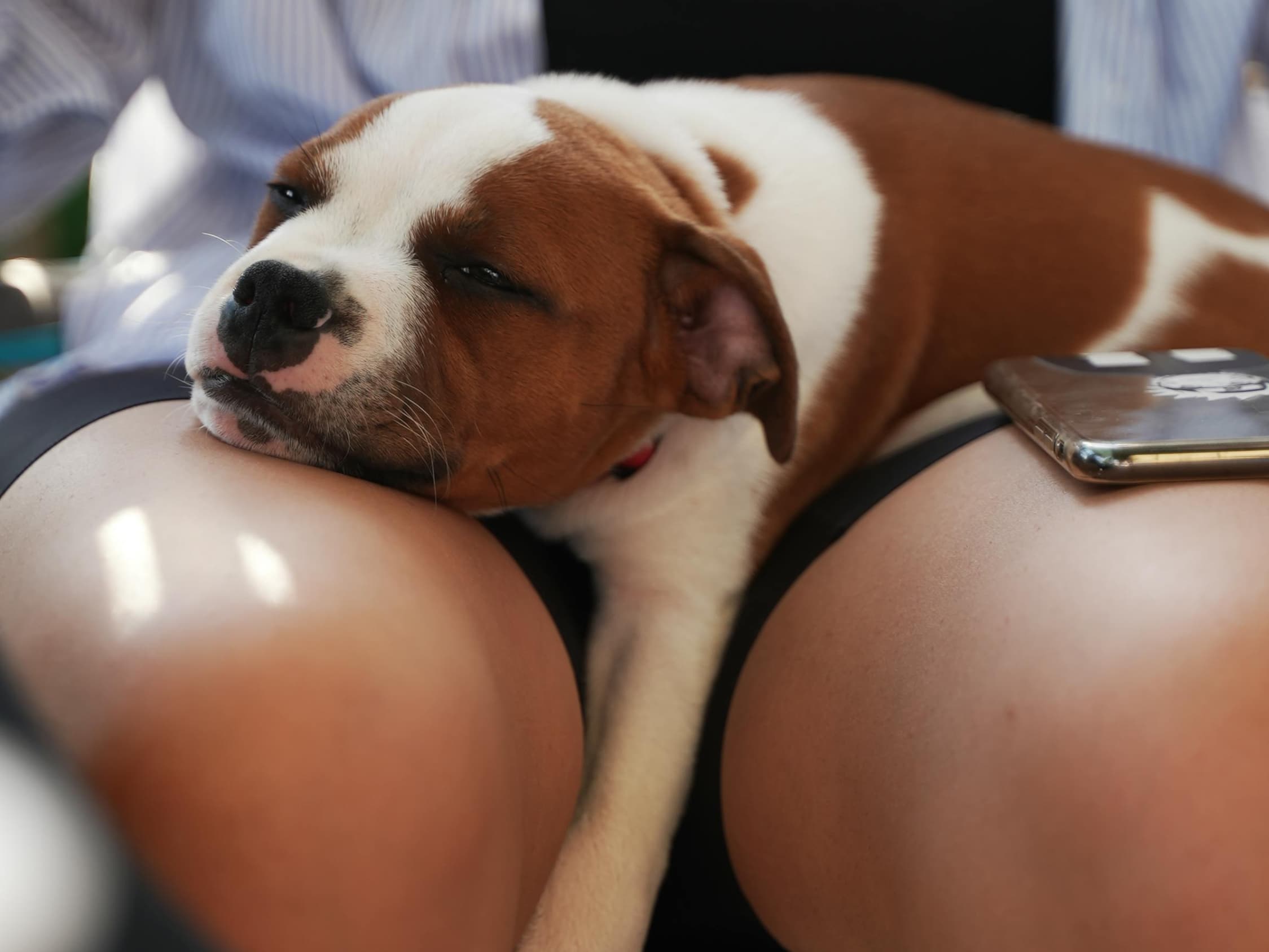 5 Reasons Your Dog Loves to Sleep Between Your Legs