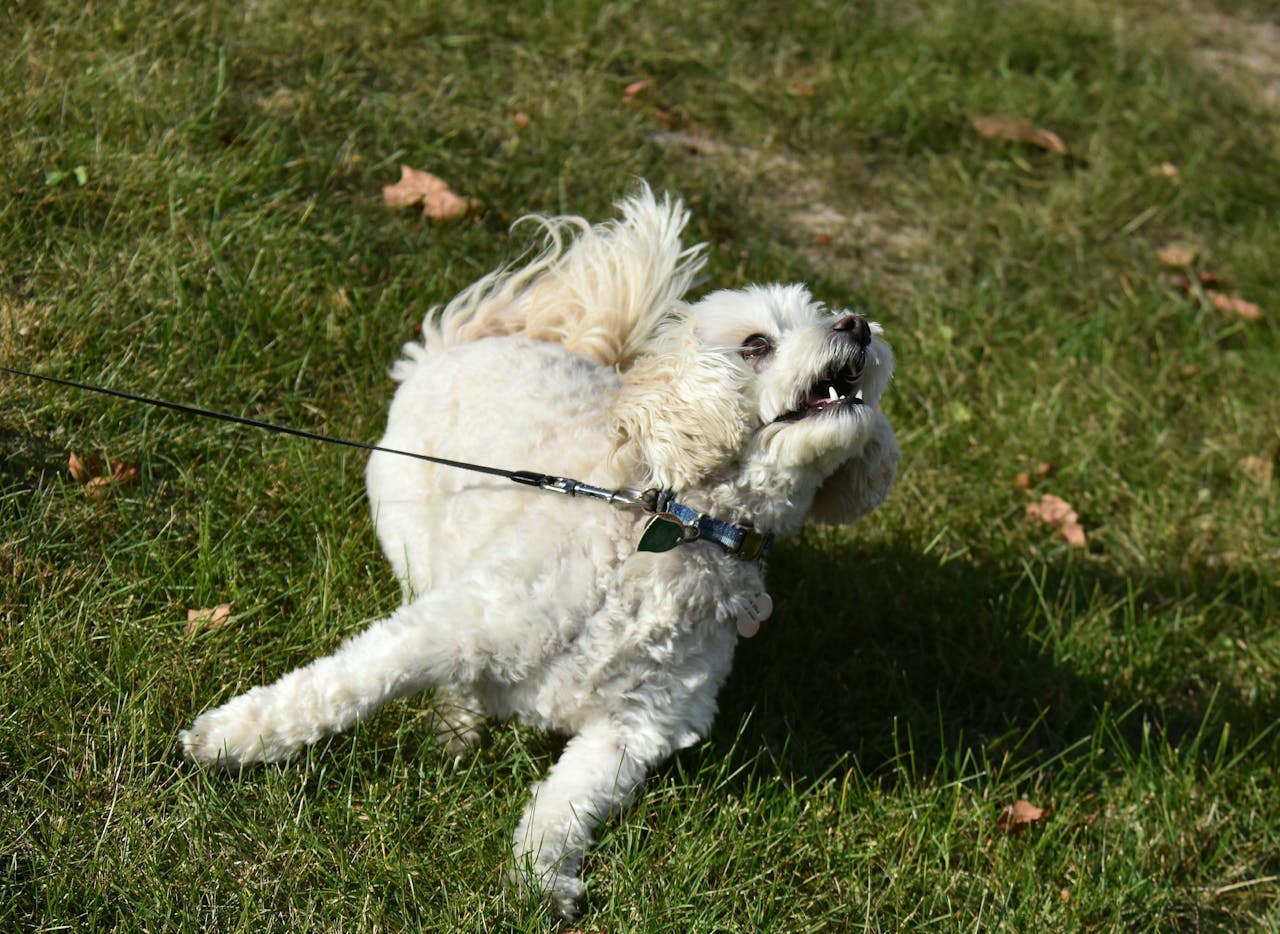 reactive dog pulling on the leash