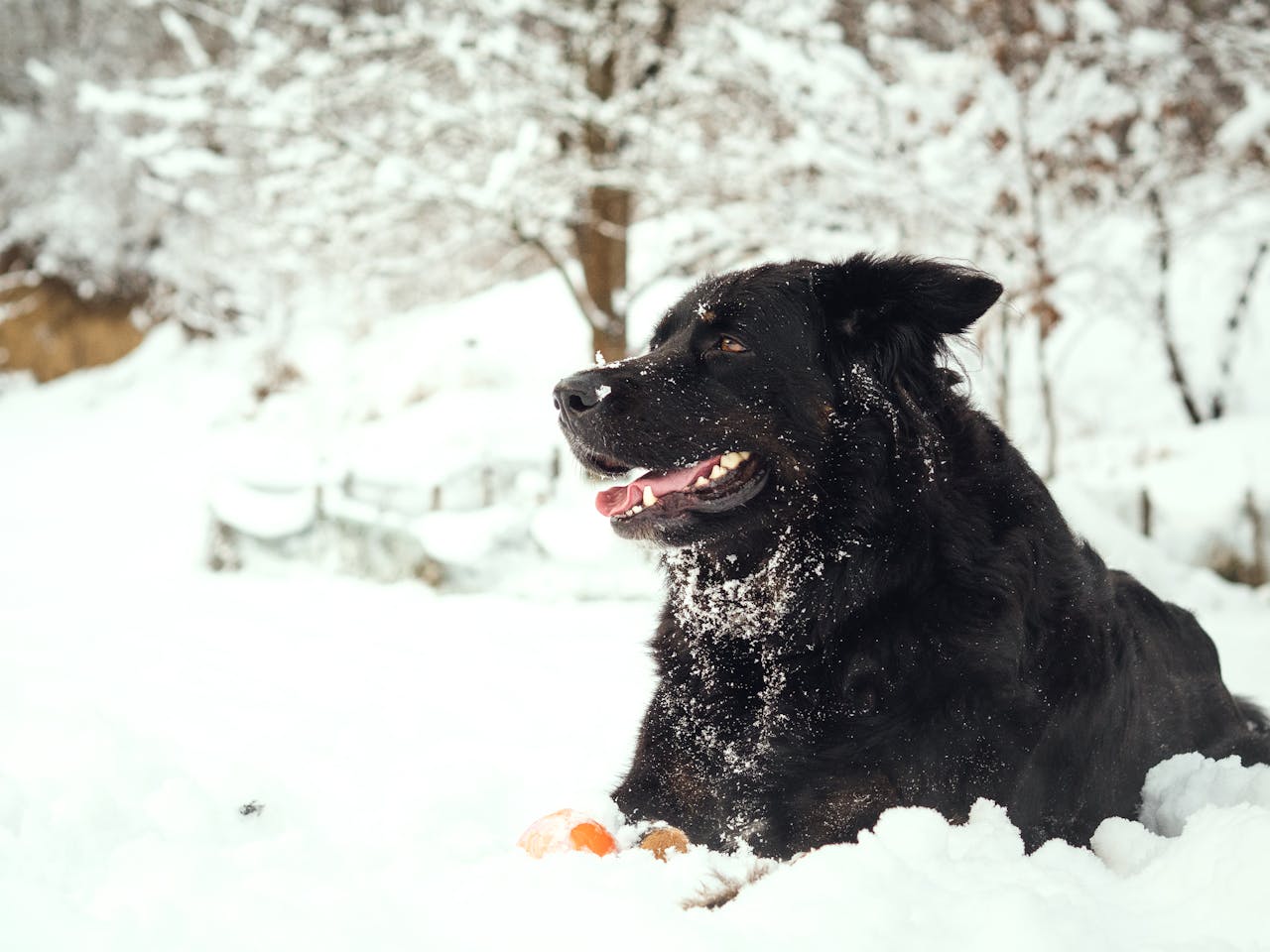 How to Stop Snow Sticking To Dog Fur: Tips and Tricks