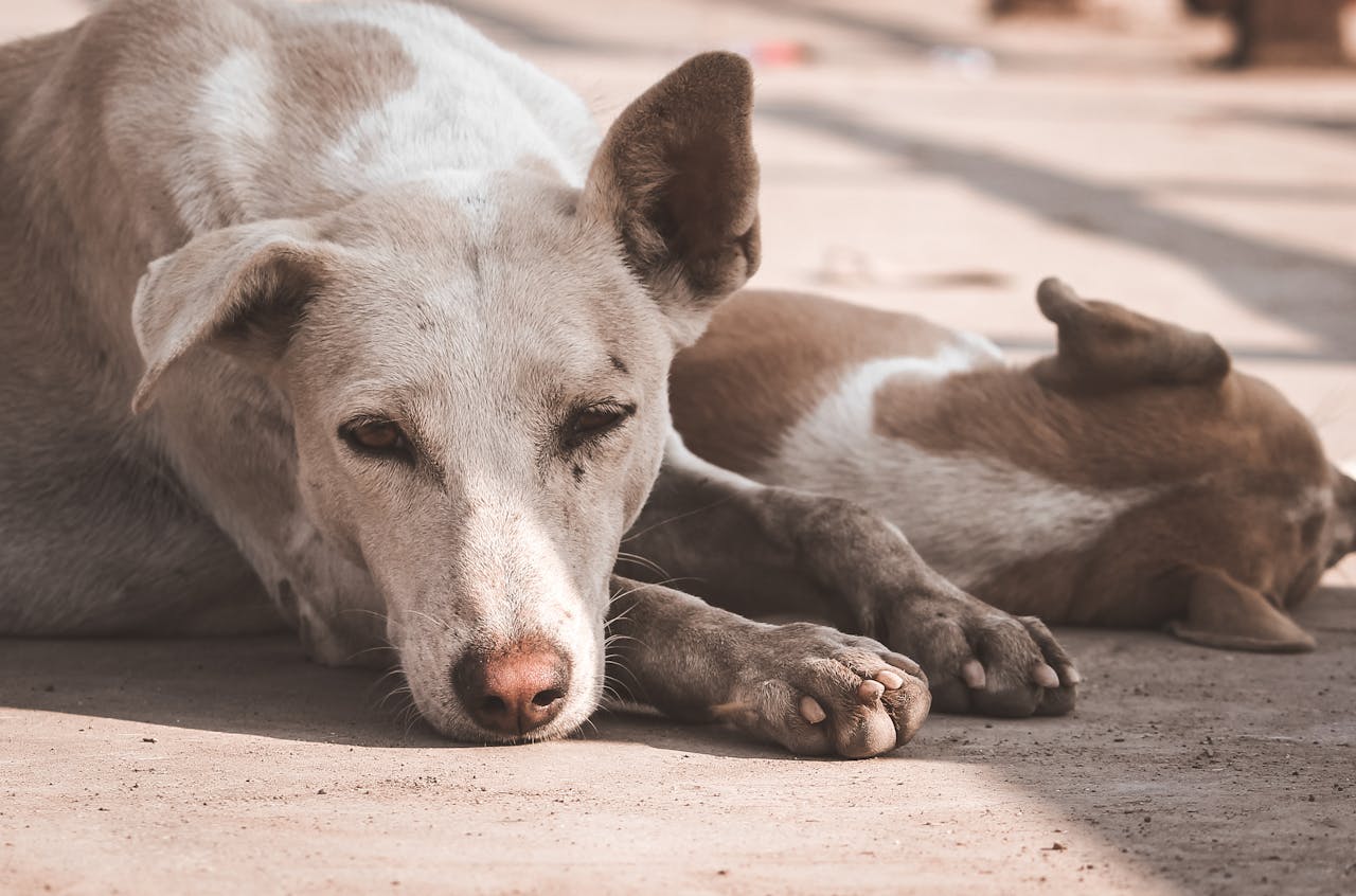 Adopting a Stray Dog: Are You Ready for That?