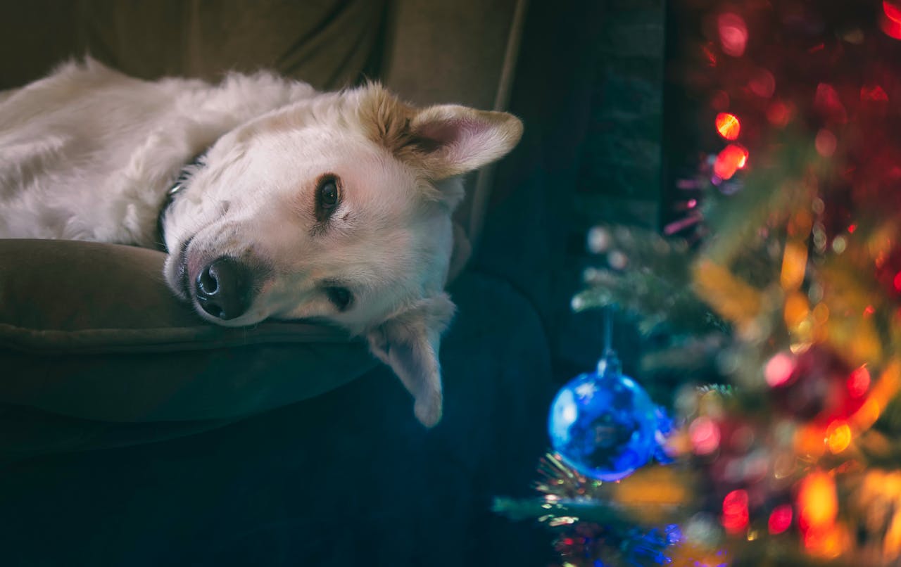 Christmas Gifts for Dogs: Comfort, Warmth, Fun, Happy Tummy