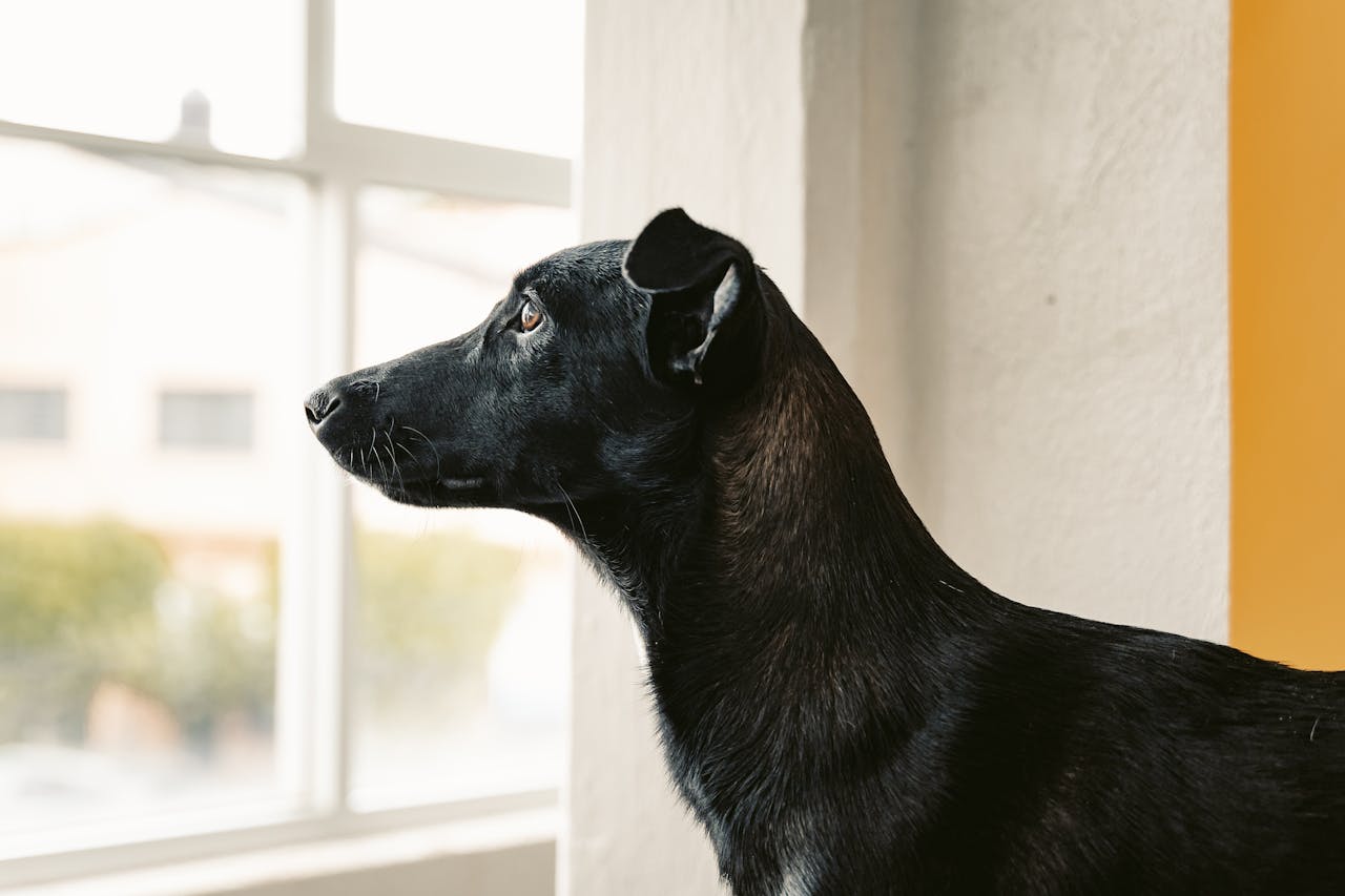 Tips to Fix Separation Anxiety in Nervous Dogs