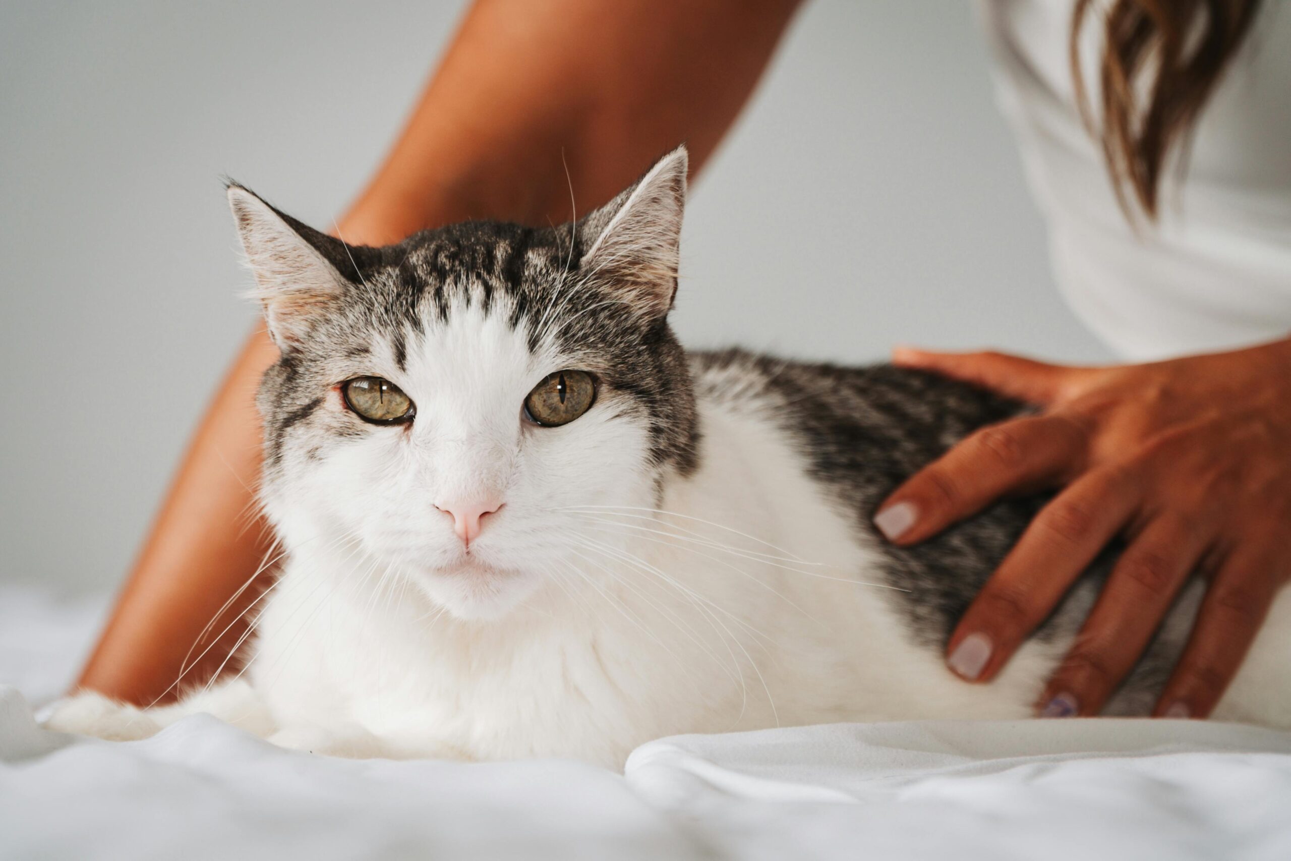 How to Tell if Your Cat Has Heartworm Infection (And What to Do)