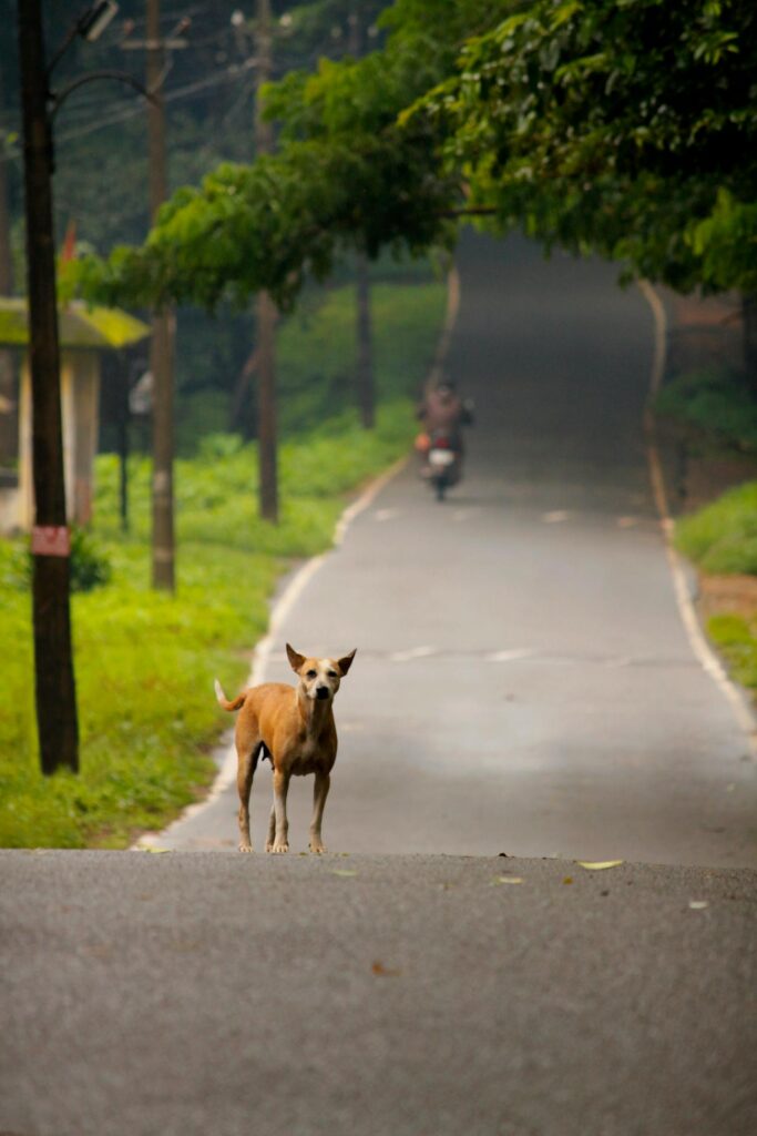 Not all stray dogs are homeless. Try to find the owner and obey local laws before claiming a street dog as your own.