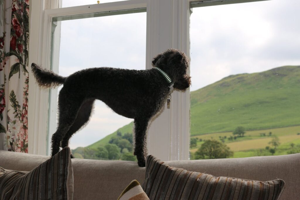 Dog standing on couch looking out the window.