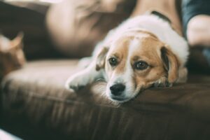 dog whining when owner leaving the room