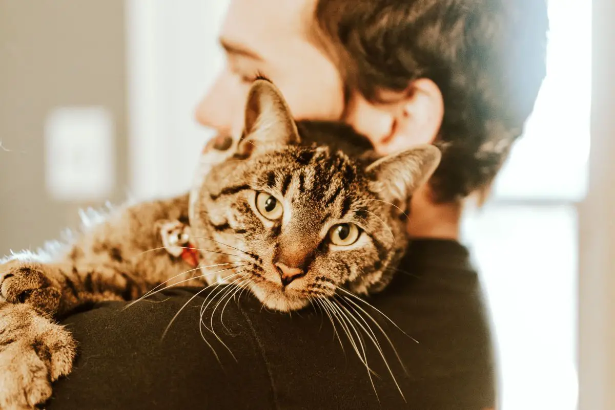 Cat rests on man's shoulder