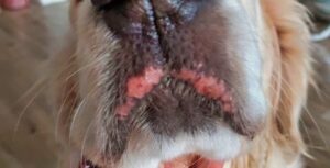 Urine Scald on Nursing Dog Mother's Mouth