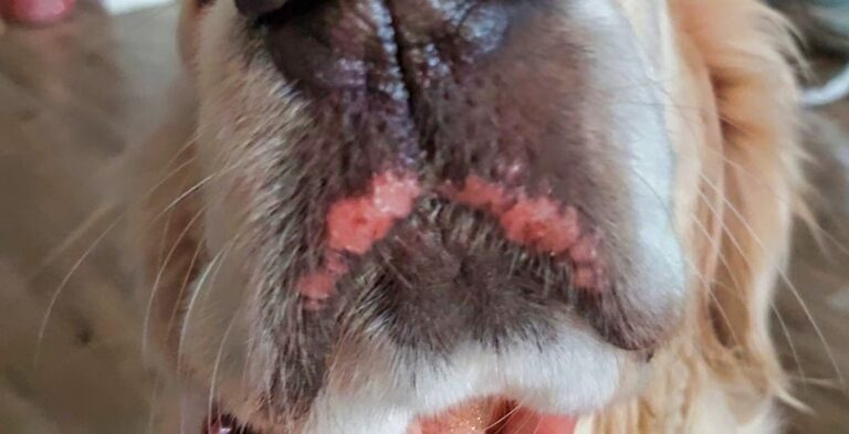 Nursing Mother Dog Has Sores On Her Mouth, Urine Scald - Your Pets at Home