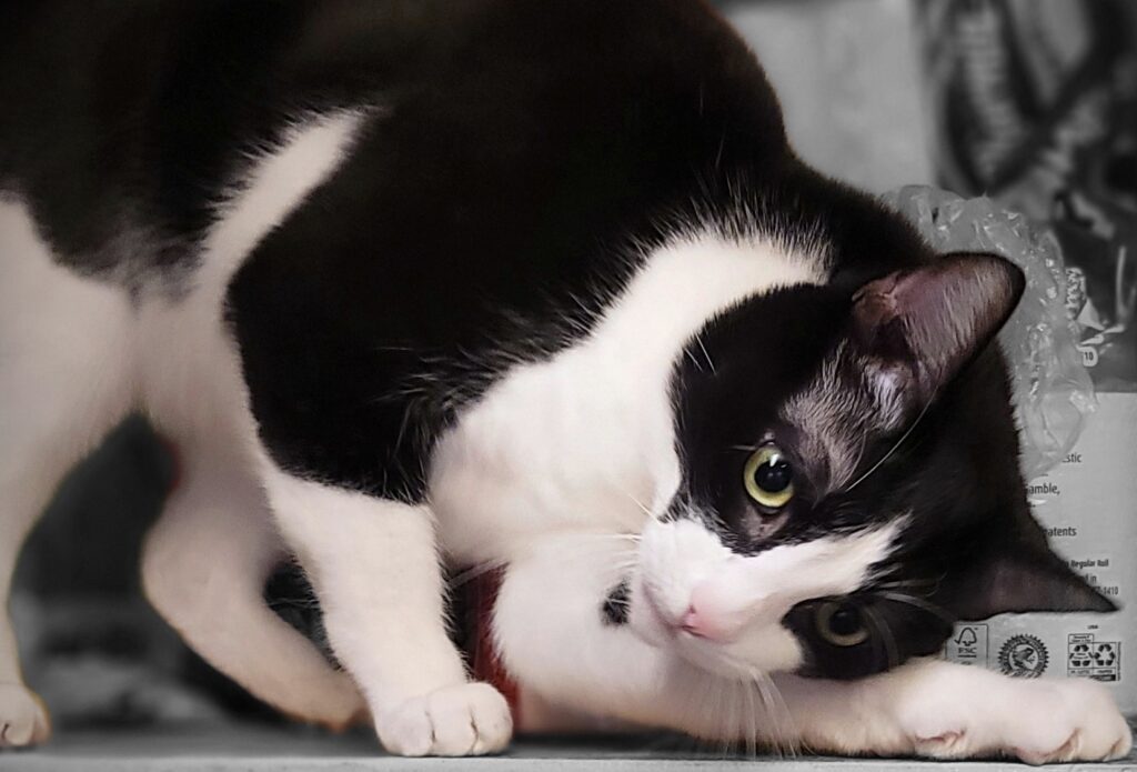 Do Cats Whiskers Grow Back