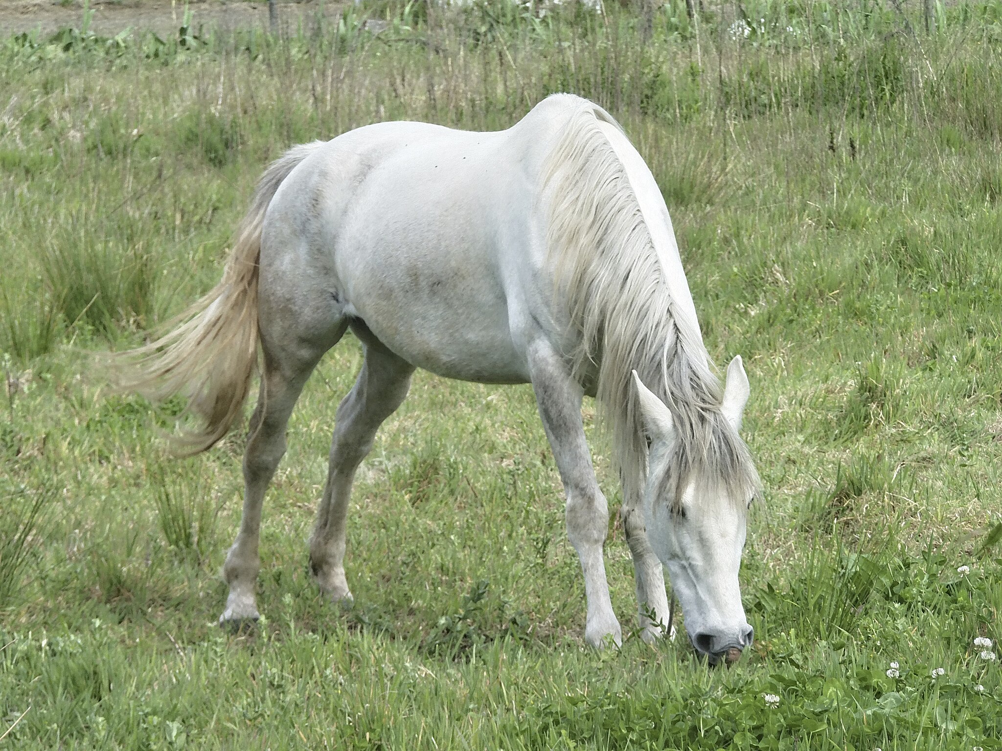 Famous White Horse Names From History