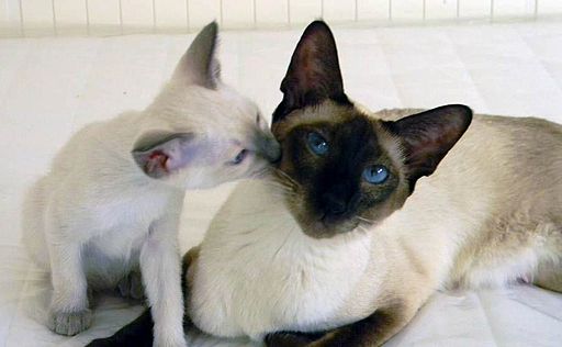 best names for brown cats
