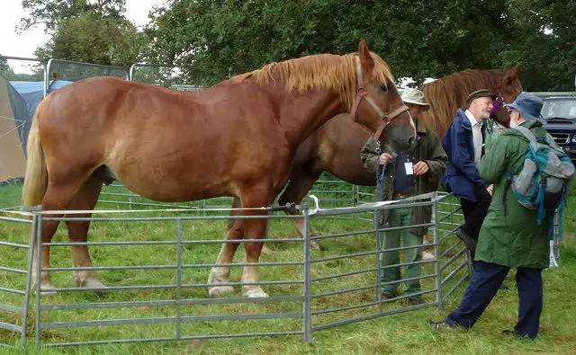 Irish Horse Names