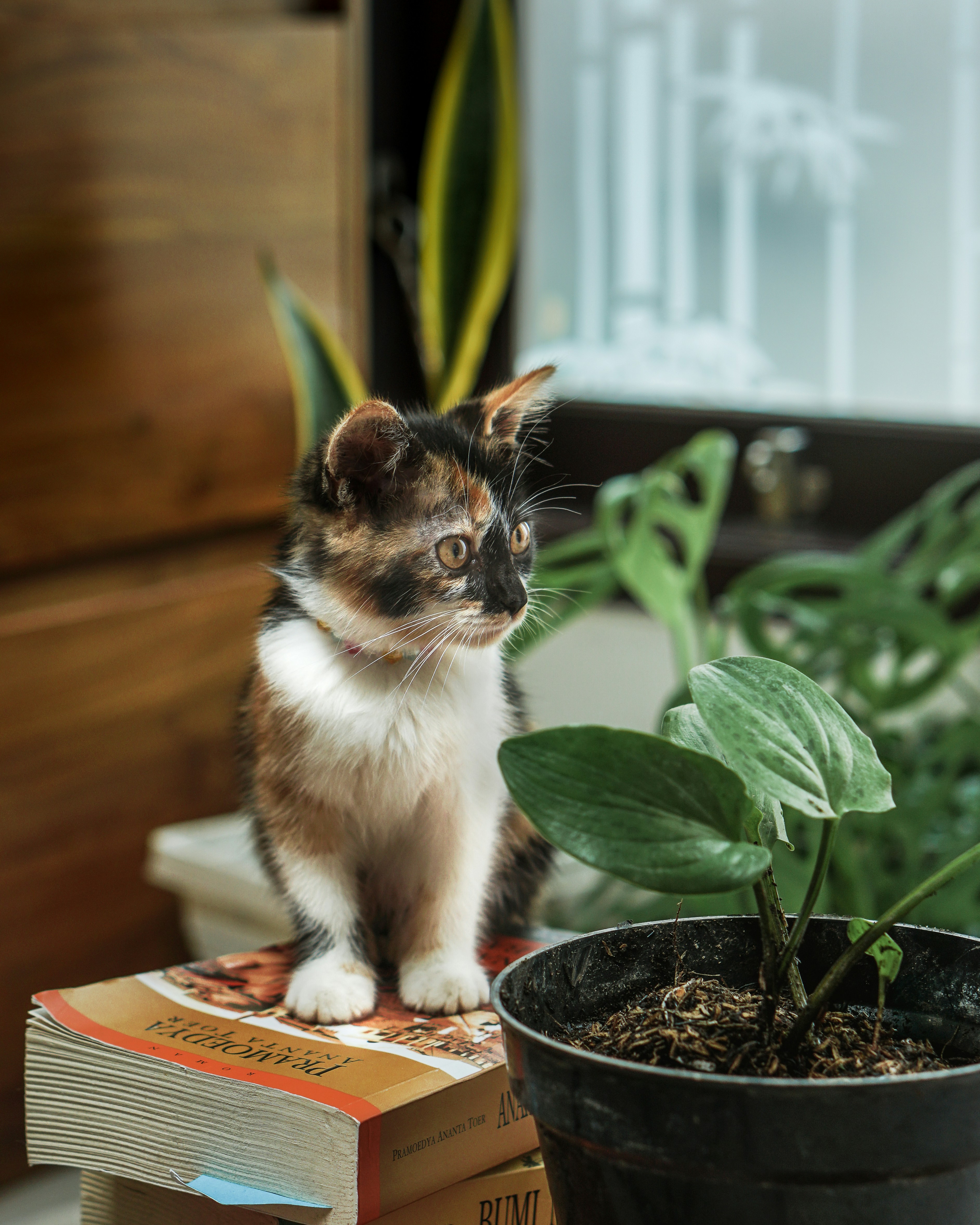 Why is my cat eating my palm tree
