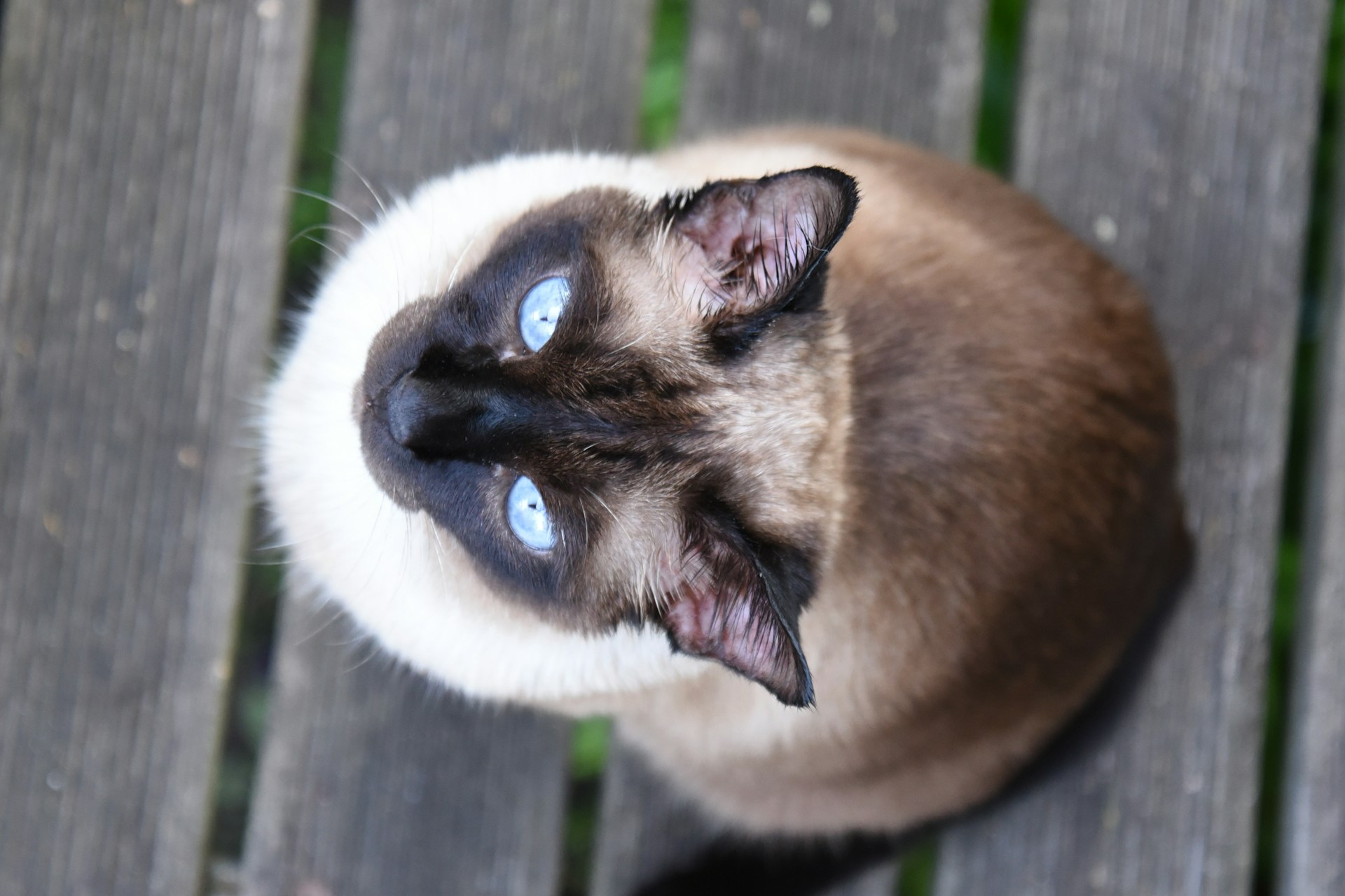 Blue eyed cat names