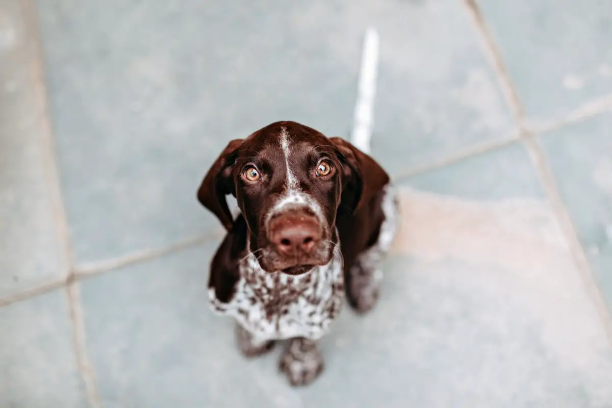 Can Dogs Eat Coleslaw? What Pet Owners Need to Know