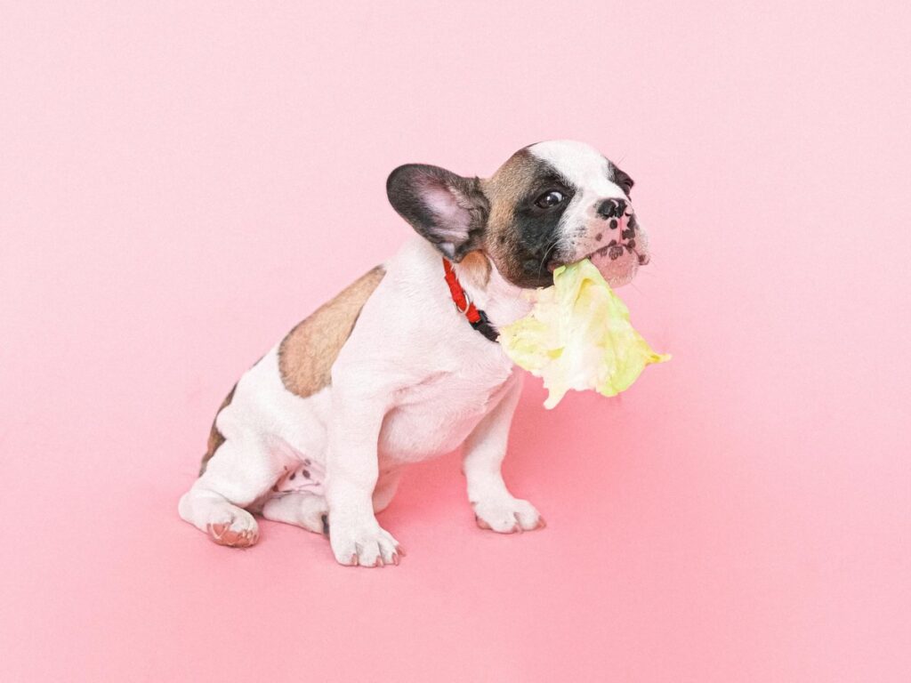Hold the dressing! A cabbage leaf is much healthier for your dog than coleslaw.
